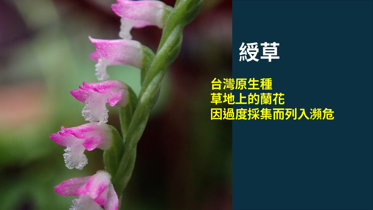 珍稀地生蘭花綬草現蹤銘傳大學龜山校區| PeoPo 公民新聞